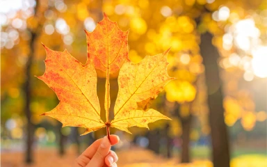 Rudens ir īstais laiks vēnu operācijai – izmanto to savā labā!