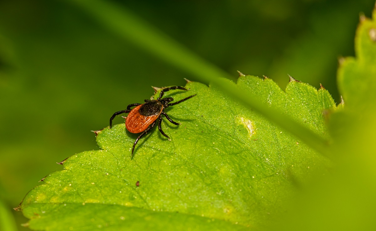 Ērces ir visur! Aicinām vakcinēties!